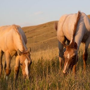 Meet your Posher, Mindy